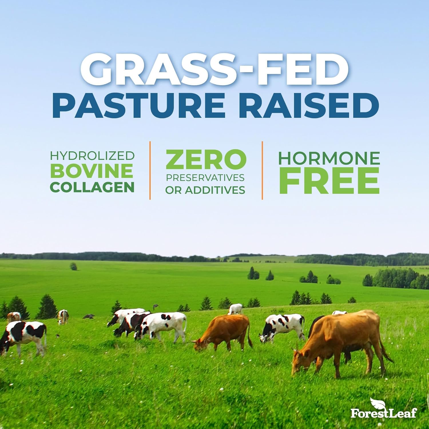 ForestLeaf Multi Collagen Pills - Collagen Men & Collagen Women - Hydrolyzed Collagen Supplements with Vitamin C & Hyaluronic Acid - Collagen Capsules for Hair, Skin & Nails (240 Peptide Capsules) - Image 4